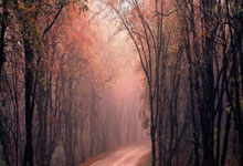 [德甲]“药厂”与“狼堡”互交白卷.